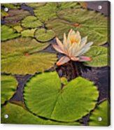 Lily In The Pads Acrylic Print