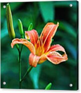 Lily In Woods Acrylic Print