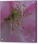 Lily Acrylic Print