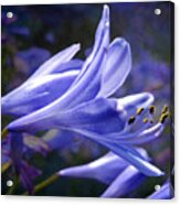 Lily Of The Nile Acrylic Print