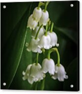 Lily Of The Valley Bouquet Acrylic Print