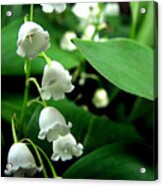 Lily Of The Valley Acrylic Print
