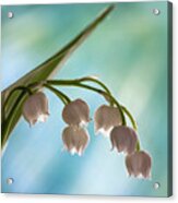 Lily Of The Valley Acrylic Print
