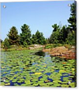 Lily Pads In The Shallows French River Delta Acrylic Print