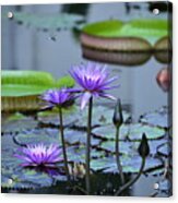 Lily Pond Wonders Acrylic Print