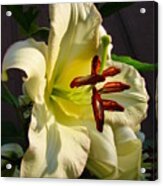 Lily's Morning Acrylic Print