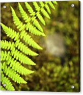 Green Fern Acrylic Print