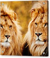 Lion Brothers Acrylic Print