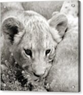 Lion Cub Acrylic Print