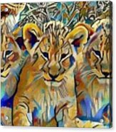 Lion Cubs Acrylic Print