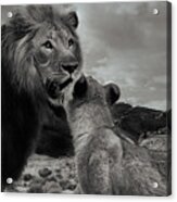 Lion Family Panorama Acrylic Print