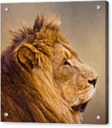 Lion Head Acrylic Print