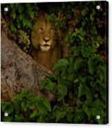Lion In A Tree-signed-#9841 Acrylic Print