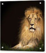 Lion In Grass With Copy Space Acrylic Print