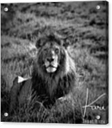 Lion King Acrylic Print