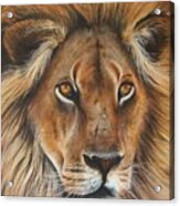 Lion Acrylic Print