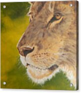 Lion Portrait Acrylic Print