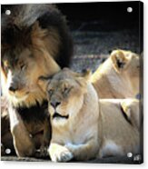 Lion Pride Memphis Zoo Acrylic Print
