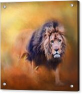 Lion - Pride Of Africa 3 - Tribute To Cecil Acrylic Print