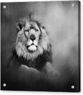 Lion - Pride Of Africa I - Tribute To Cecil In Black And White Acrylic Print