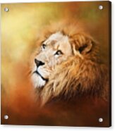 Lion - Pride Of Africa II - Tribute To Cecil Acrylic Print