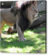 Lion Series 15 Acrylic Print