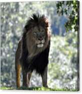 Lion Series 3 Acrylic Print