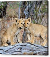 Lion Siblings Acrylic Print