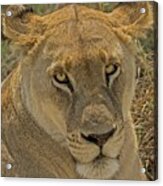 Lioness Acrylic Print