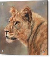 Lioness Portrait Acrylic Print