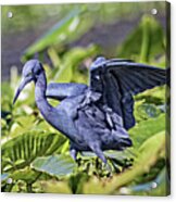 Little Blue Heron Hunting - Egretta Caerulea Acrylic Print