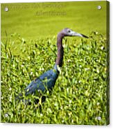 Little Blue Heron Acrylic Print