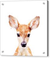 Little Deer Acrylic Print