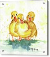 Little Ducks Acrylic Print
