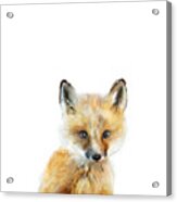 Little Fox Acrylic Print