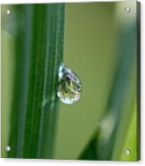 Little Garden In The Droplet Acrylic Print