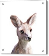 Little Kangaroo Acrylic Print