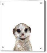 Little Meerkat Acrylic Print