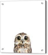 Little Owl Acrylic Print