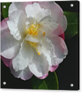 Little Pearl Camellia Acrylic Print