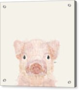 Little Pig Acrylic Print