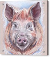 Little Pig Acrylic Print