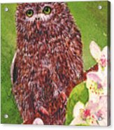 Little Screech Owl Acrylic Print