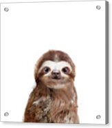 Little Sloth Acrylic Print