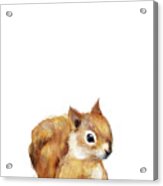 Little Squirrel Acrylic Print
