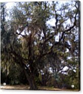 Live Oak Acrylic Print