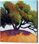 Live Oak Tree Acrylic Print