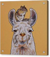 Llois The Llama Acrylic Print