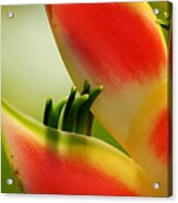 Lobster Claw Flower Acrylic Print