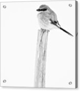 Loggerhead Shrike In Snow Acrylic Print